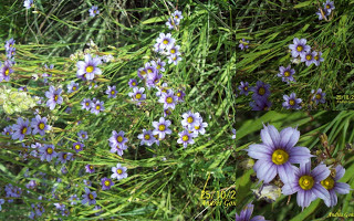 Sisyrinchium platense