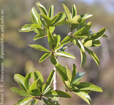 Guayabí blanco (Cordia americana)