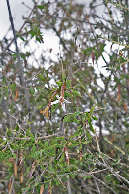 flora de la puna