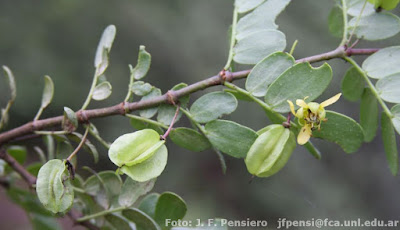 Bulnesia foliosa
