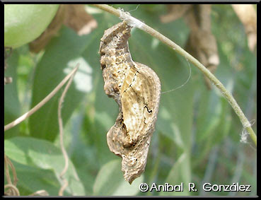Mariposa espejitos Agraulis vanillae