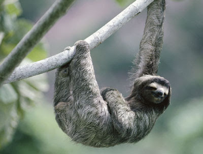Perico ligero Bradypus variegatus