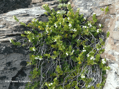 Huarapo (Myrteola nummularia)