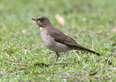 zorzales de Argentina Zorzal chalchalero Turdus amaurochalinus