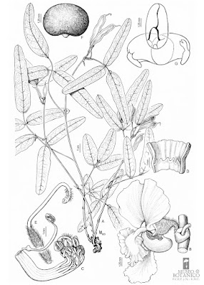 flora de las sierras