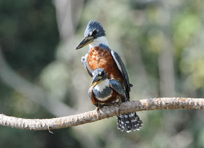 Ringed Kingfisher