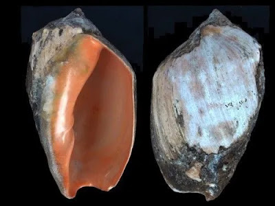 Caracol negro (Pachycymbiola brasiliana)