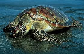 Chelonia mydas Tortuga verde Chelonia mydas