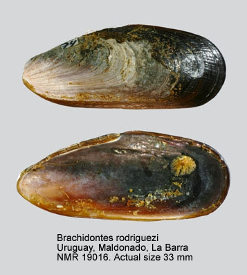 Mejillín del norte (Brachidontes rodriguezii)