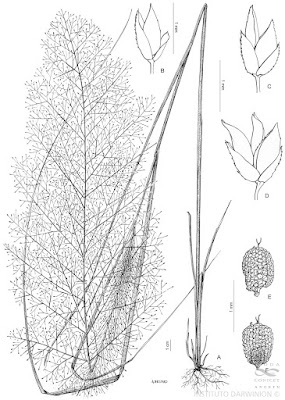 Gramillón (Eragrostis airoides)