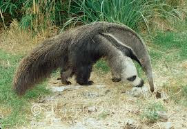 Giant Anteater