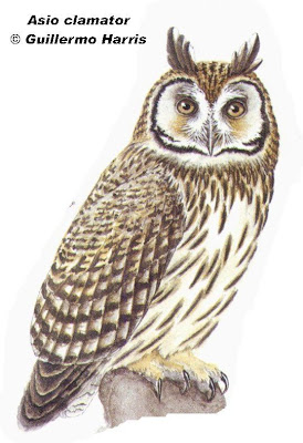 lechuzas argentinas Lechuzón orejudo Asio Pseudoscops clamator