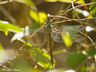 Staurophlebia bosqi