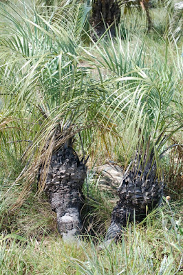 palmeras argentinas