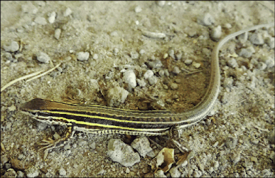 Lagartija serrana cordobesa (Contomastix serrana)