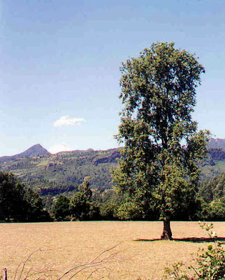 Nothofagus obliqua