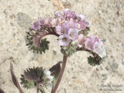 flora del monte Borraja falsa