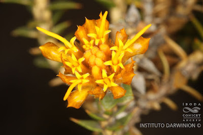 arbustos de los altos andes