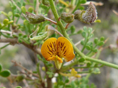 flora de mendoza cuerno de cabra