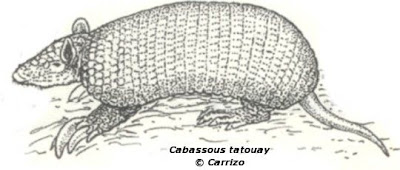 armadilos y mulitas de Argentina Cabasú Cabassous tatouay