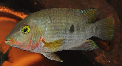 Ykeregua (Australoheros ykeregua)