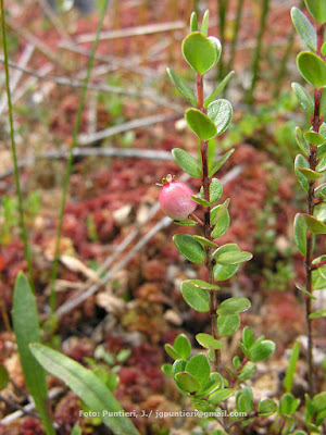 Huarapo (Myrteola nummularia)