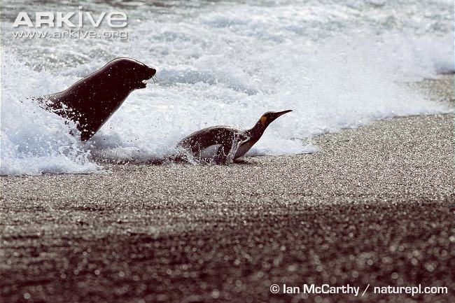 Arctocephalus gazella Antarctic fur seal