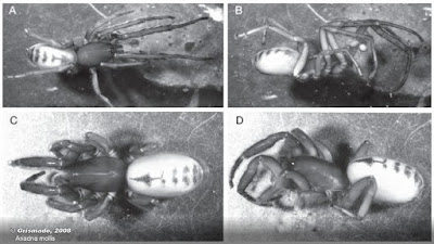 Ariadna mollis