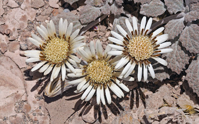 Urmenetea atacamensis