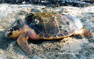 Caretta caretta Tortuga cabezona Caretta caretta