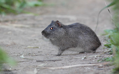 Brazilian Guinea Pig