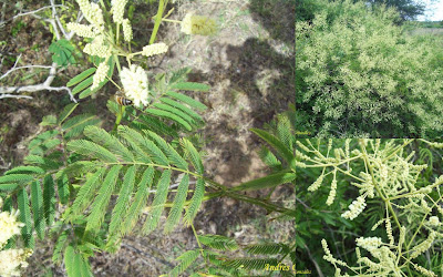 Ñapinday Acacia bonariensis