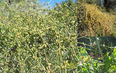 flora argentina
