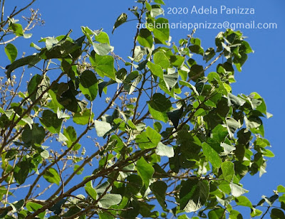 Loro blanco (Bastardiopsis densiflora)