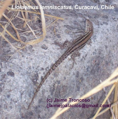 Liolaemus lemniscatus