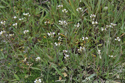 Berro silvestre (Cardamine bonariensis)