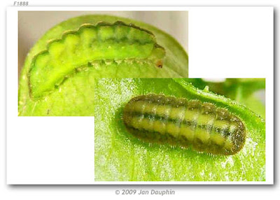 oruga de mariposa banada de plata