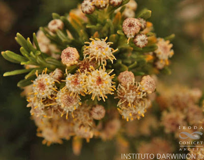 Quinchamal (Baccharis grisebachii)