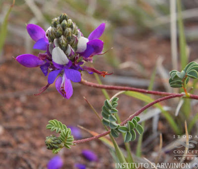 flora de la puna Dalea boliviana