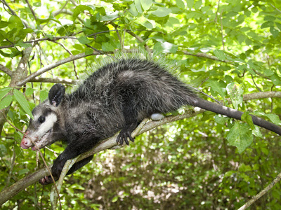 Zorro pelón Didelphis marsupialis