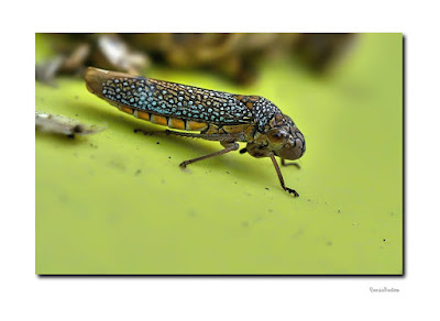 Chicharrita (Molomea lineiceps)