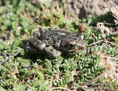 Atelognathus reverberii Ranita manchada somuncureña Atelognathus reverberii
