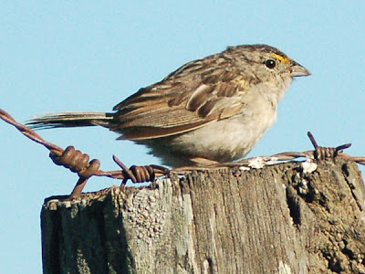 Cachilo ceja amarilla Ammodramus humeralis