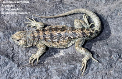 Liolaemus scrocchii