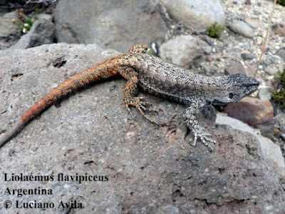 Liolaemus flavipiceus