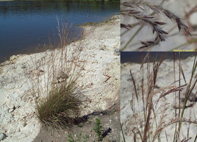 Paja colorada (Andropogon lateralis)