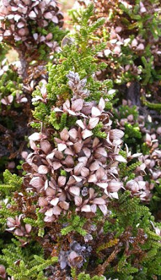 árboles de patagonia