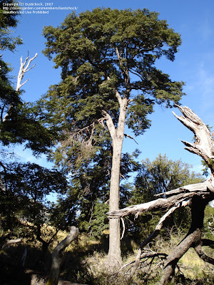 Coihue Nothofagus dombeyi