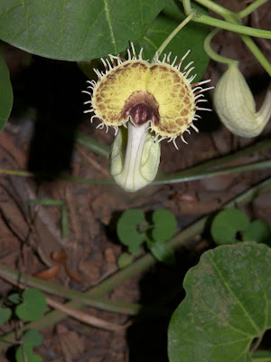 Mil hombres Aristolochia fimbriata