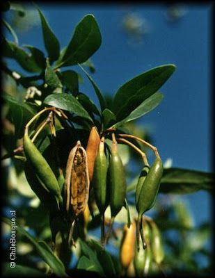 Notro andino Embothrium coccineum